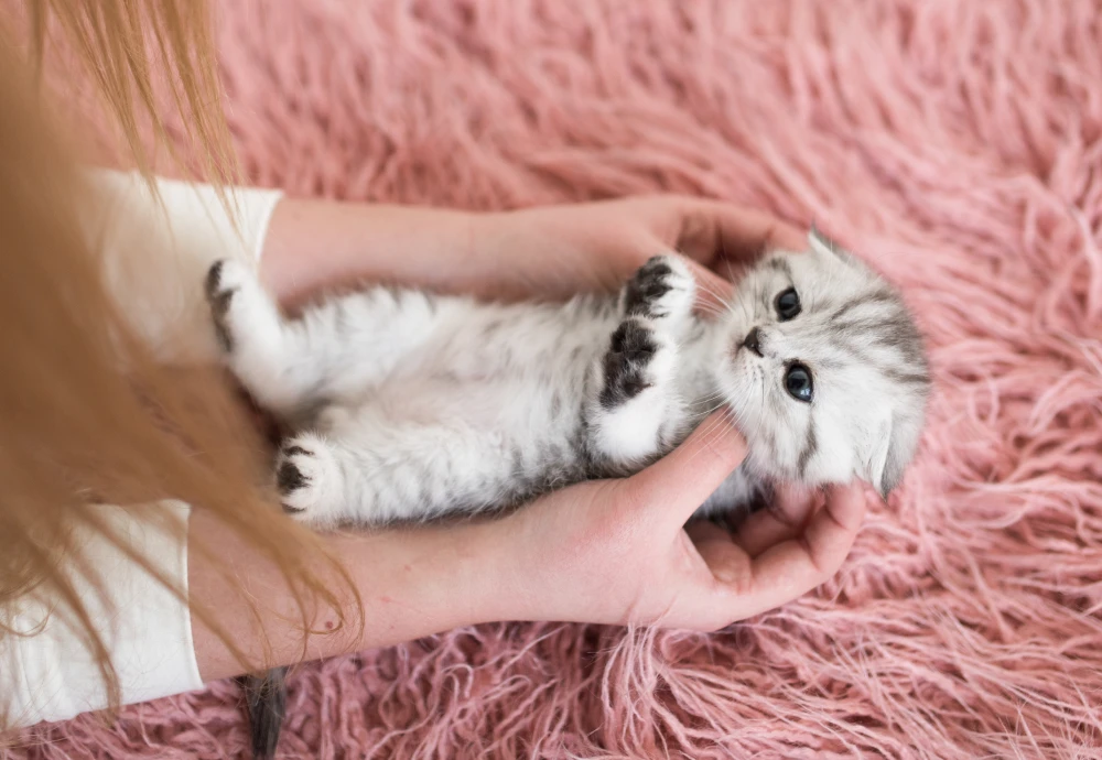 best home security camera for pets